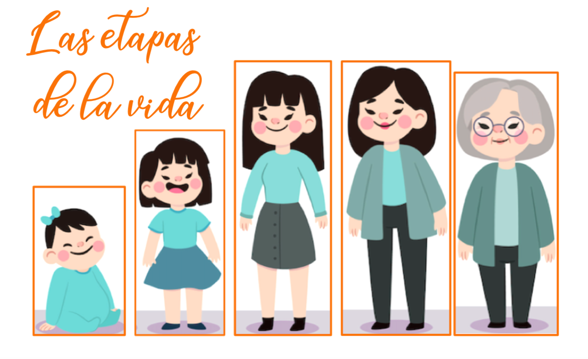 Etapas De La Vida