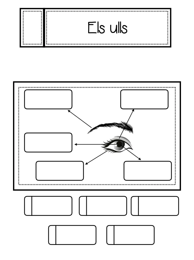 Els ulls (quadern interactiu)
