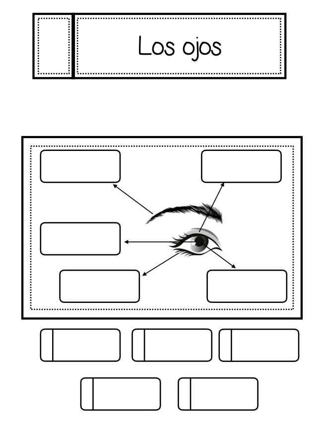 Los ojos (cuaderno interactivo)