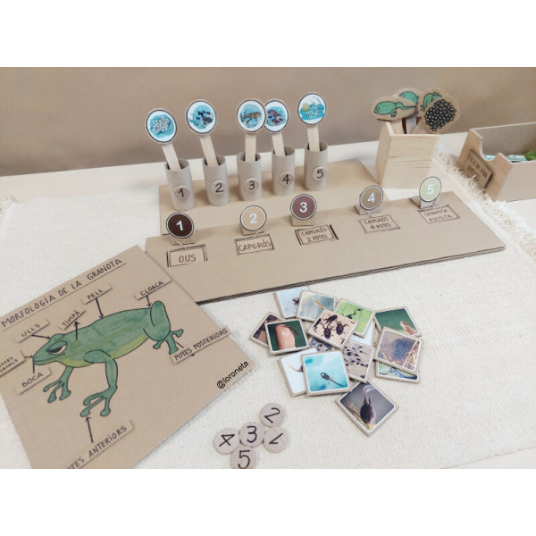 Ciclo de vida de la rana.