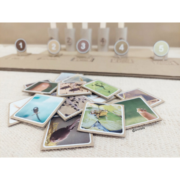 Ciclo de vida de la rana.