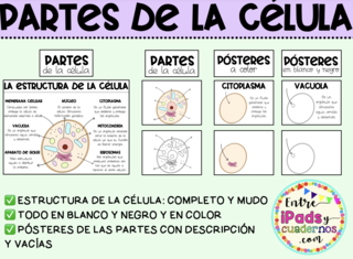 LA CÉLULA ANIMAL: ESTRUCTURA Y PARTES