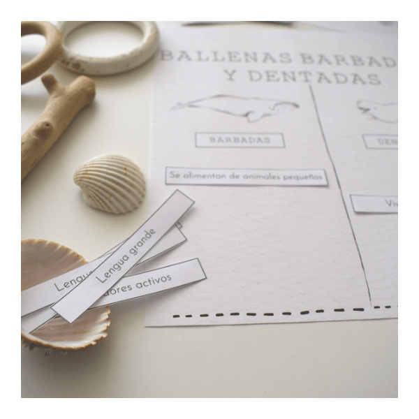 Projectes les ballenes