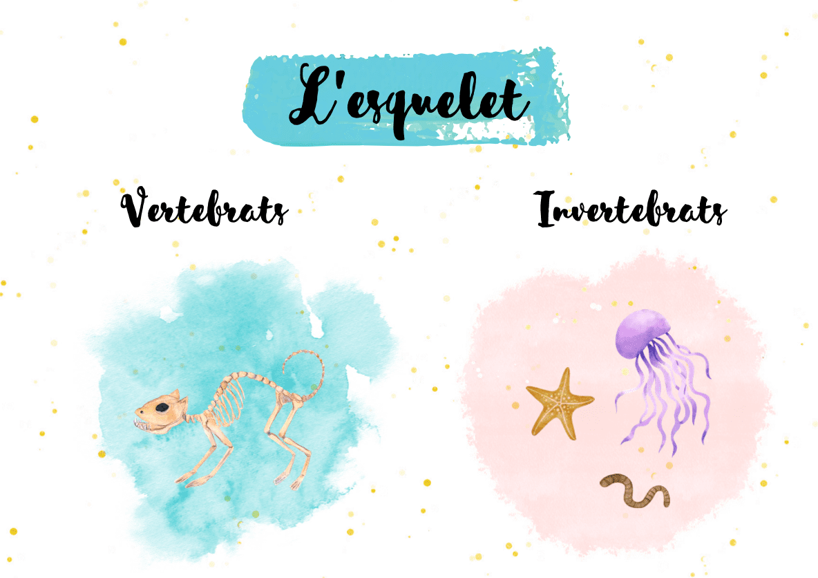 Cartells classificació animals