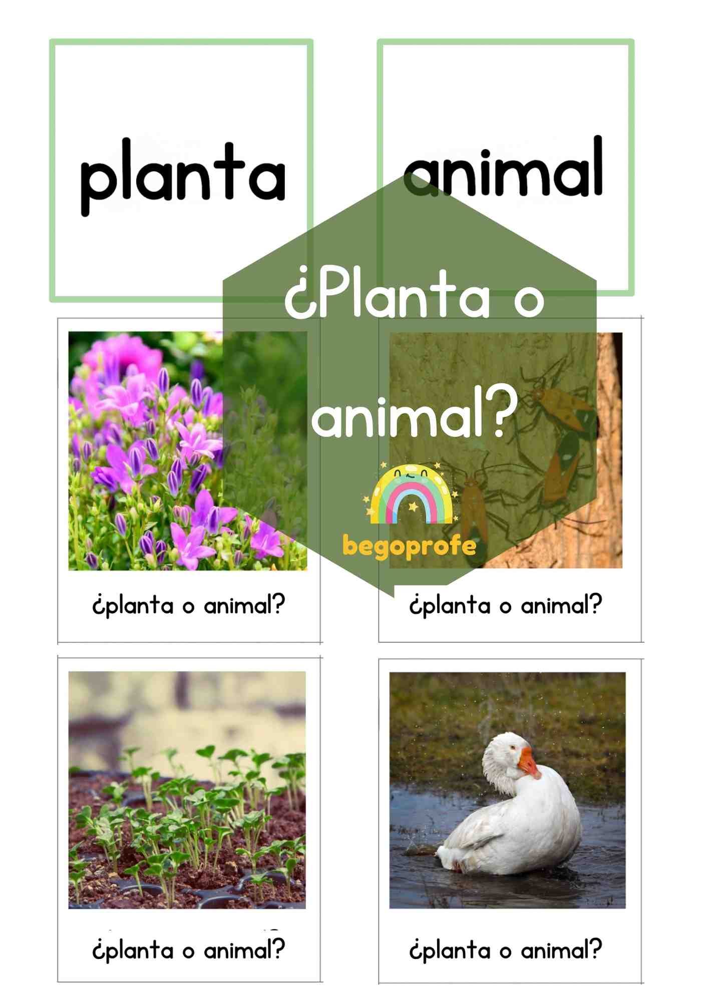 ¿Planta o animal? Juego clasificación primavera