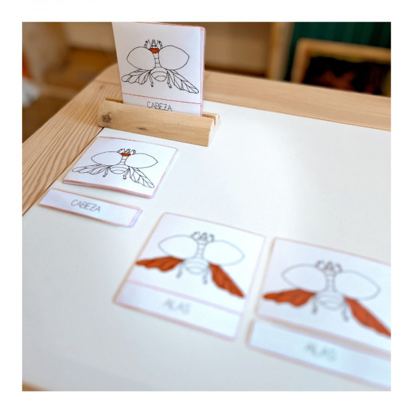 Anatomía de una Mariquita