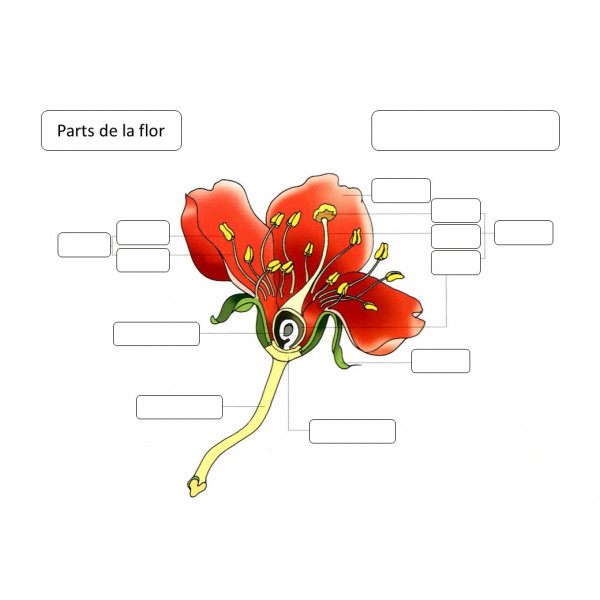Anatomia: Parts de les plantes