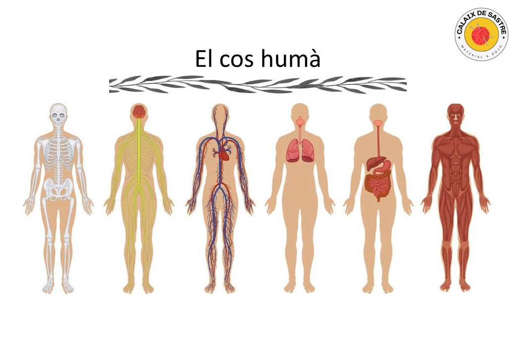 Profes Papel Tijera Anatomia El Cos Hum 