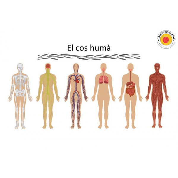 Anatomia: El cos humà