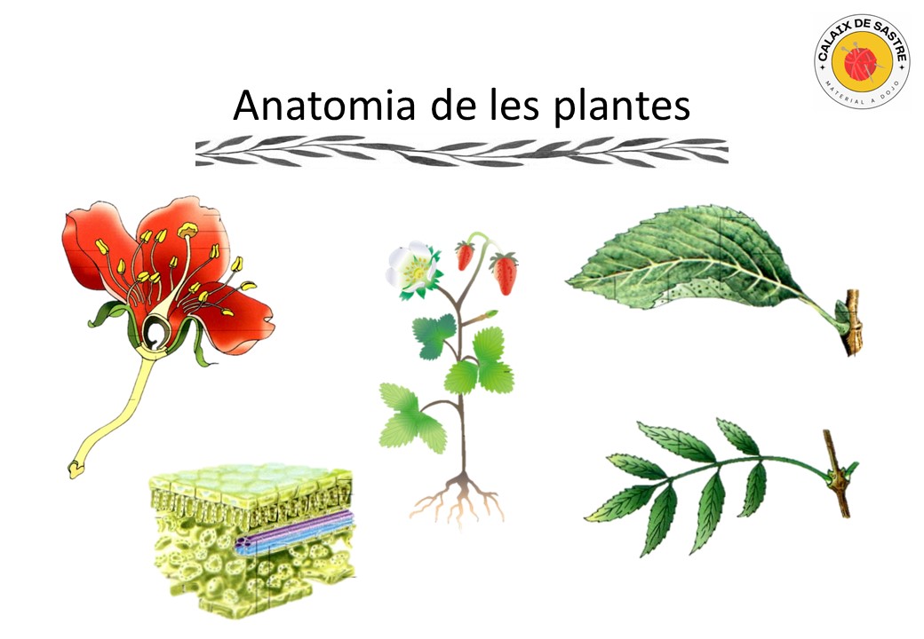 Anatomia: Parts de les plantes