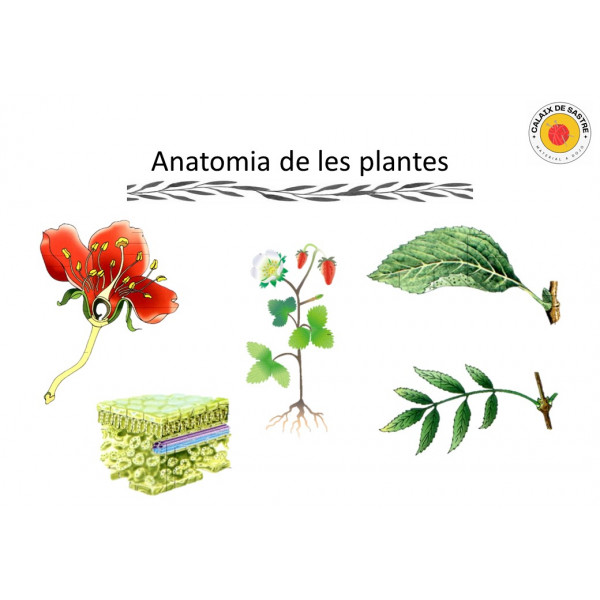 Anatomia: Parts de les plantes