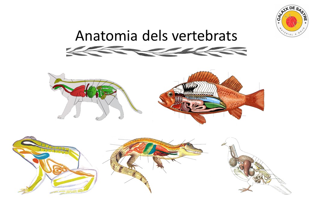 Anatomia: Parts dels Vertebrats