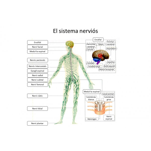 Anatomia: El cos humà