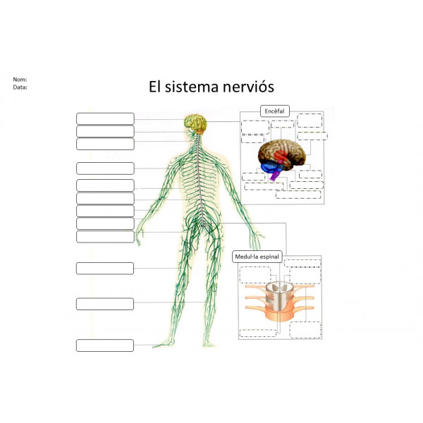 Anatomia: El cos humà
