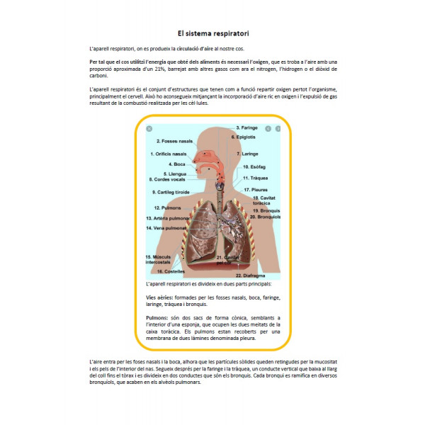 Sistema respiratori: informació