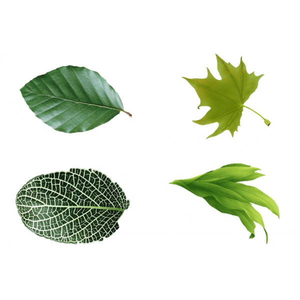 Variedad de hojas