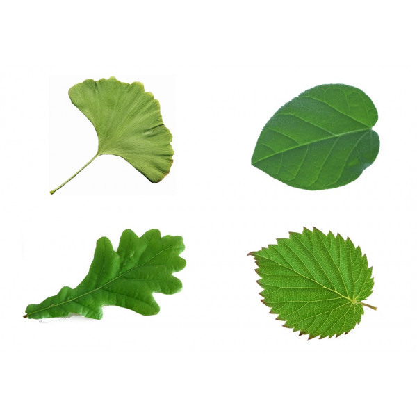 Variedad de hojas
