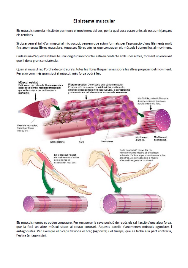 Sistema muscular: informació