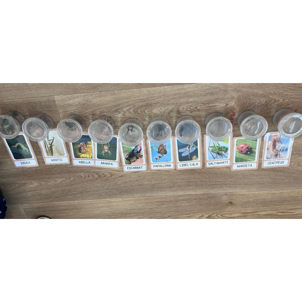 TARGETES VOCABULARI INSECTES