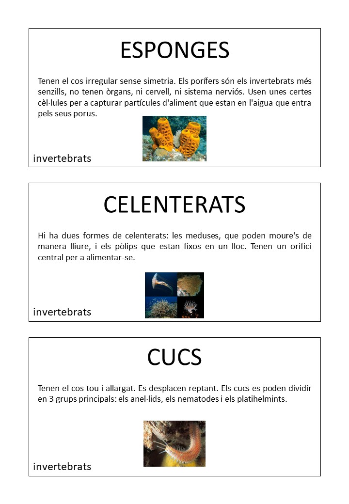 Invertebrados - Tarjetas