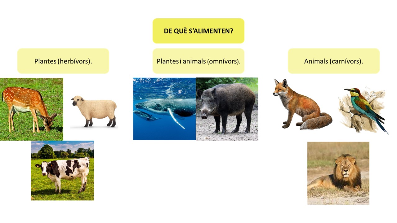 Joc de preguntes i respostes d'animals (Montessori)