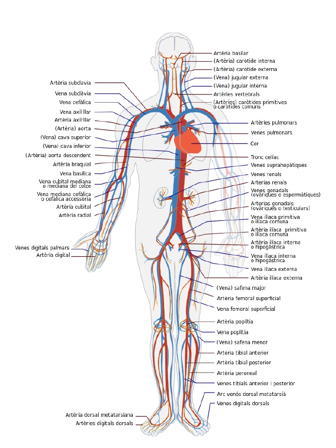 Sistema circulatori - Làmina