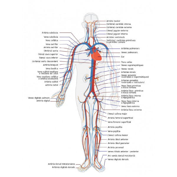 Sistema circulatori - Làmina