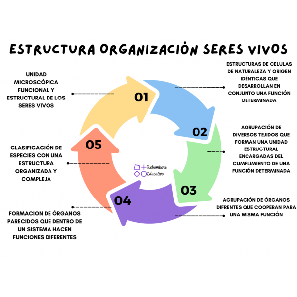 Esquema estructura de organización de los seres vivos