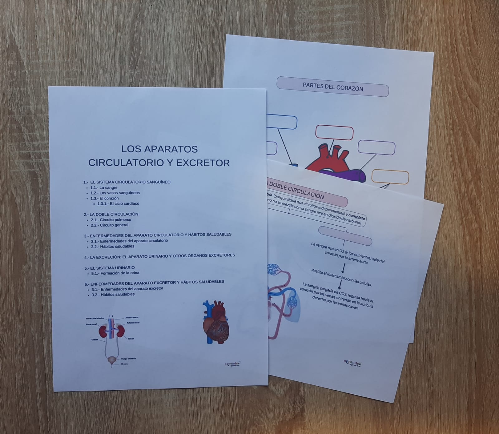 EL APARATO CIRCULATORIO Y EXCRETOR