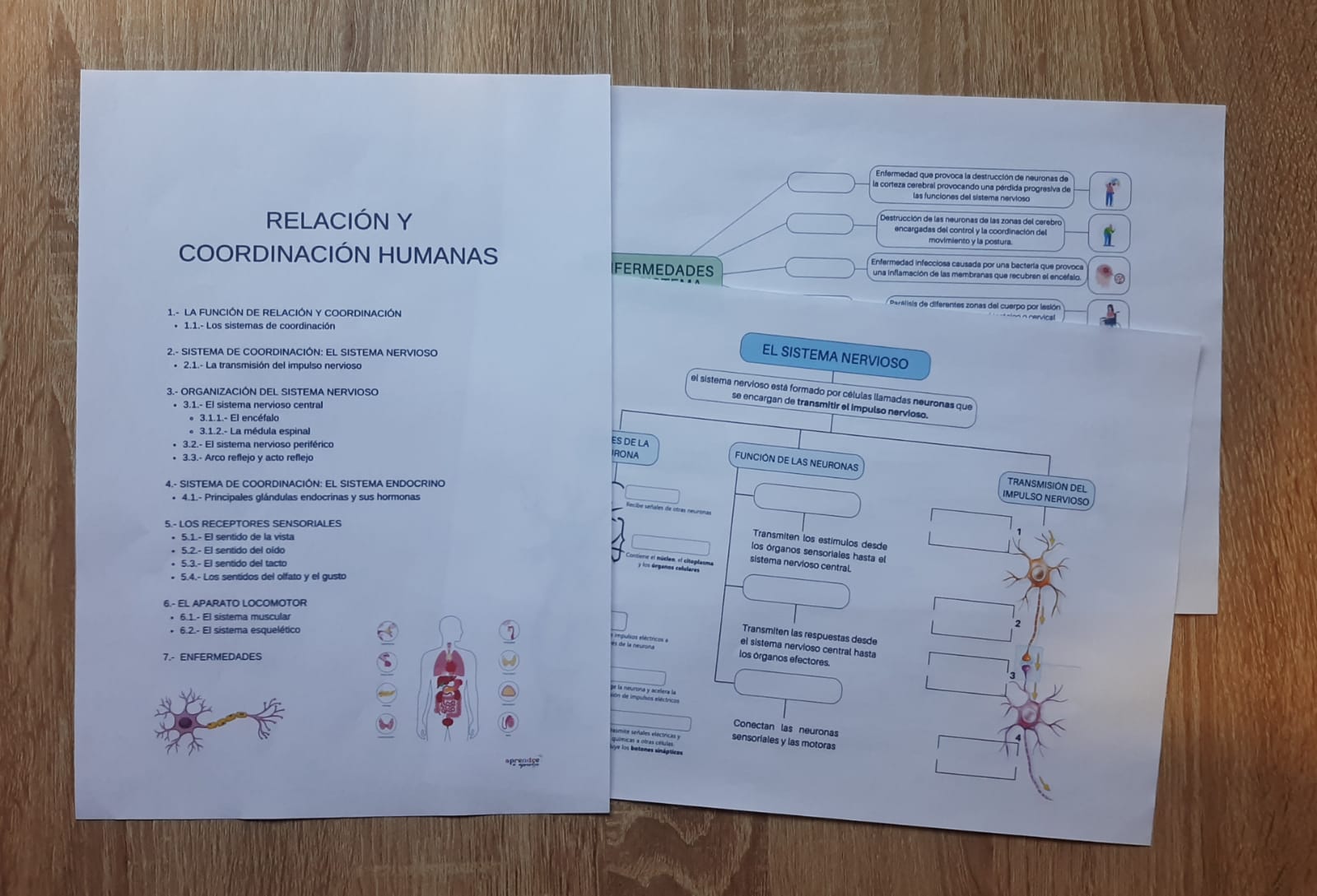 RELACIÓN Y COORDINACIÓN HUMANAS