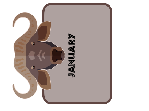 Happy Birthday months SAFARI THEME