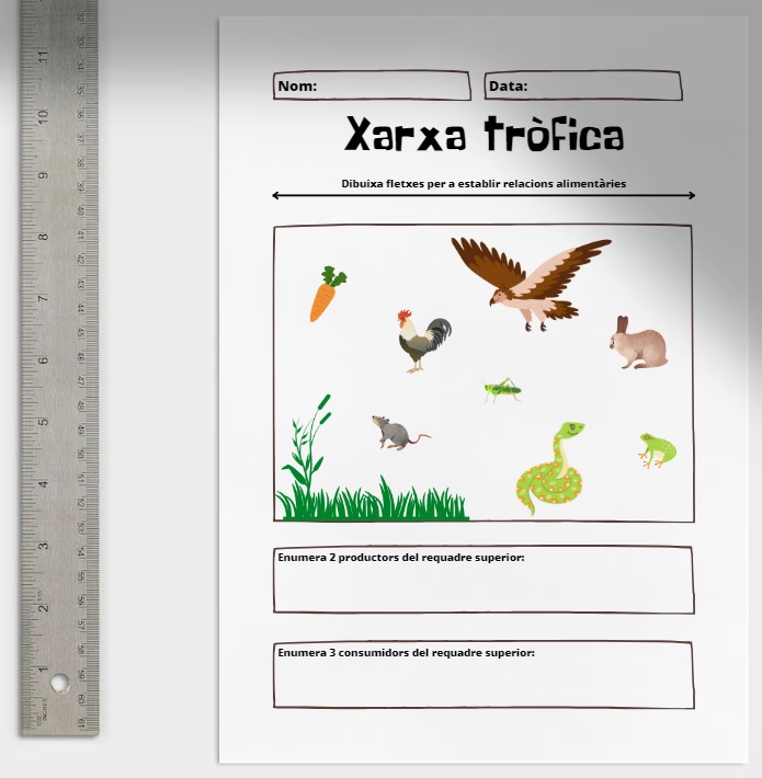 Xarxa tròfica: Activitat