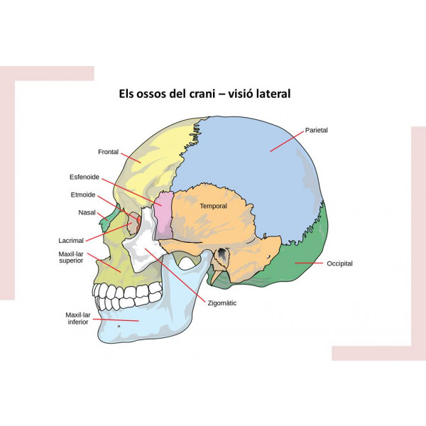 Làmines imprimibles: ossos del crani