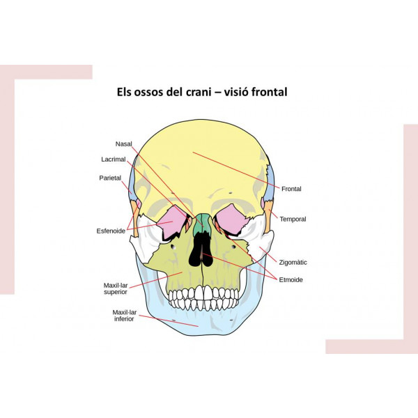 Làmines imprimibles: ossos del crani