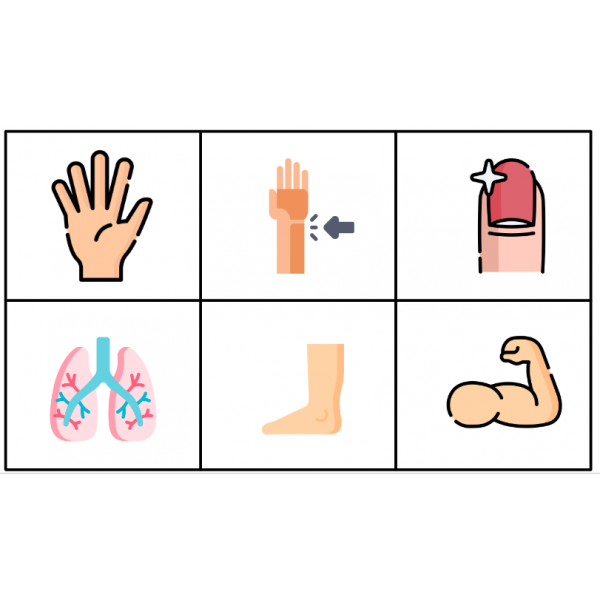 MEMORY LES PARTS DEL COS HUMÀ. 36 Targetes. Lletra majúscula i lletra minúscula.