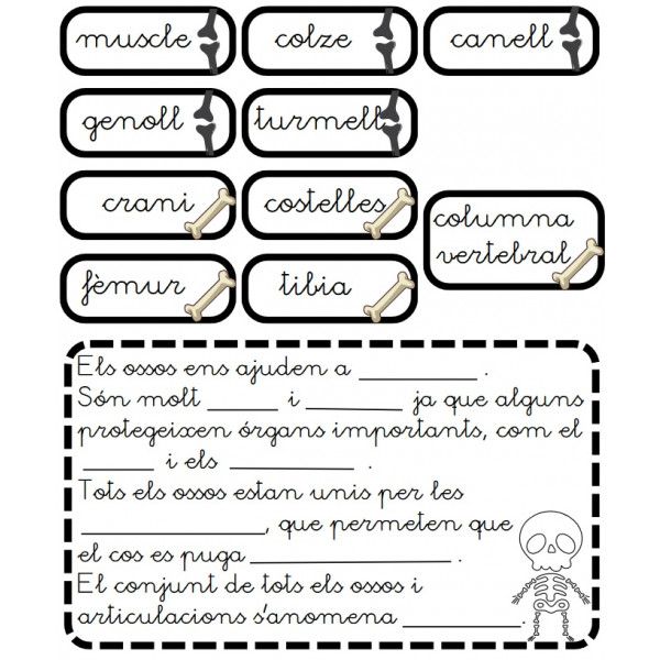 Lapbook El cos humà