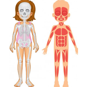 Lapbook El cos humà