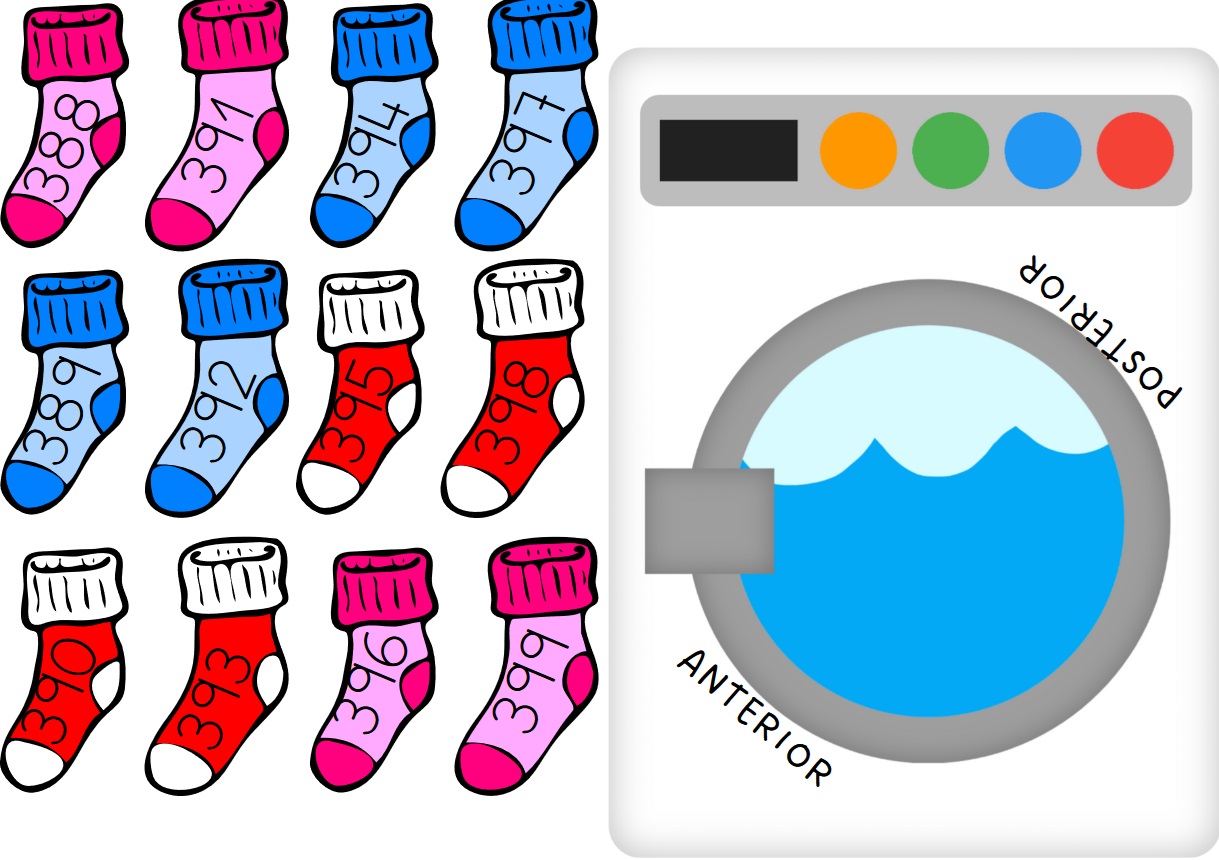 Anterior i posterior