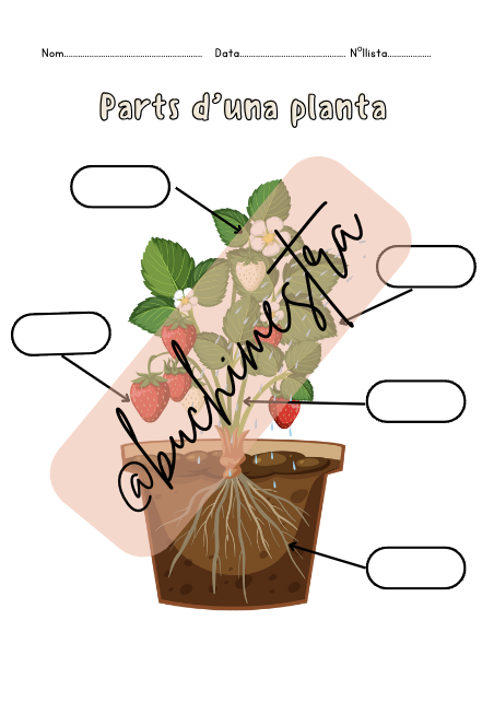 La vida de les plantes