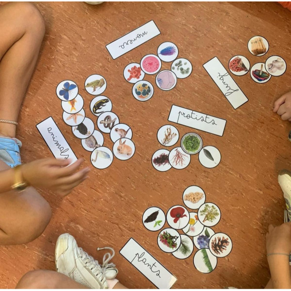 Classificació èssers vius