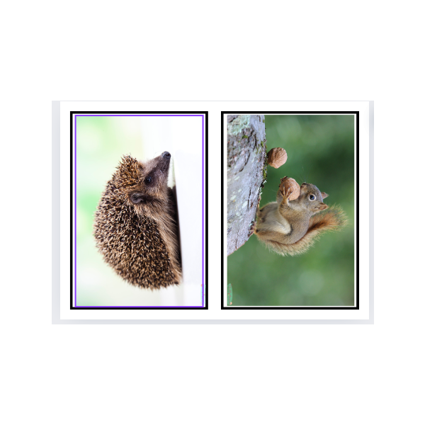 Imatges diverses d'elements de la tardor -part1-