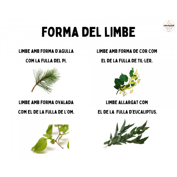 PRESENTACIÓ: Cuidem les plantes!