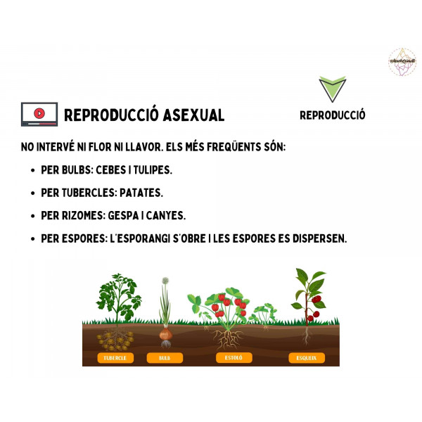 PRESENTACIÓ: Cuidem les plantes!
