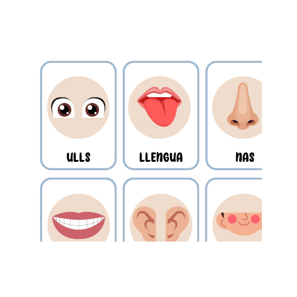 Targetes de vocabulari de les parts del cos