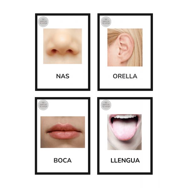 FLASHCARDS VOCABULARIO CUERPO HUMANO