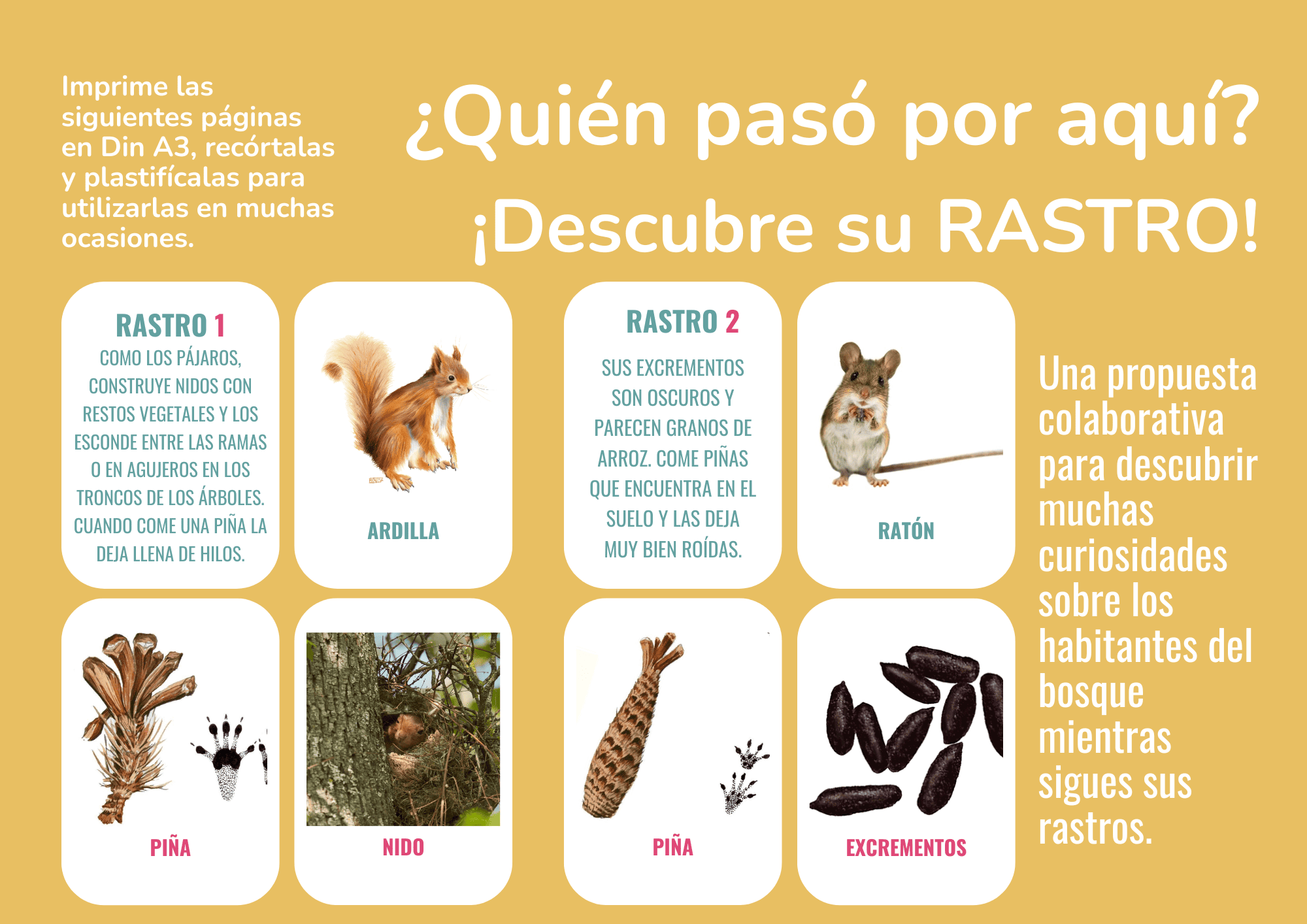 JUEGO DE CARTAS RASTROS ANIMALES DEL BOSQUE