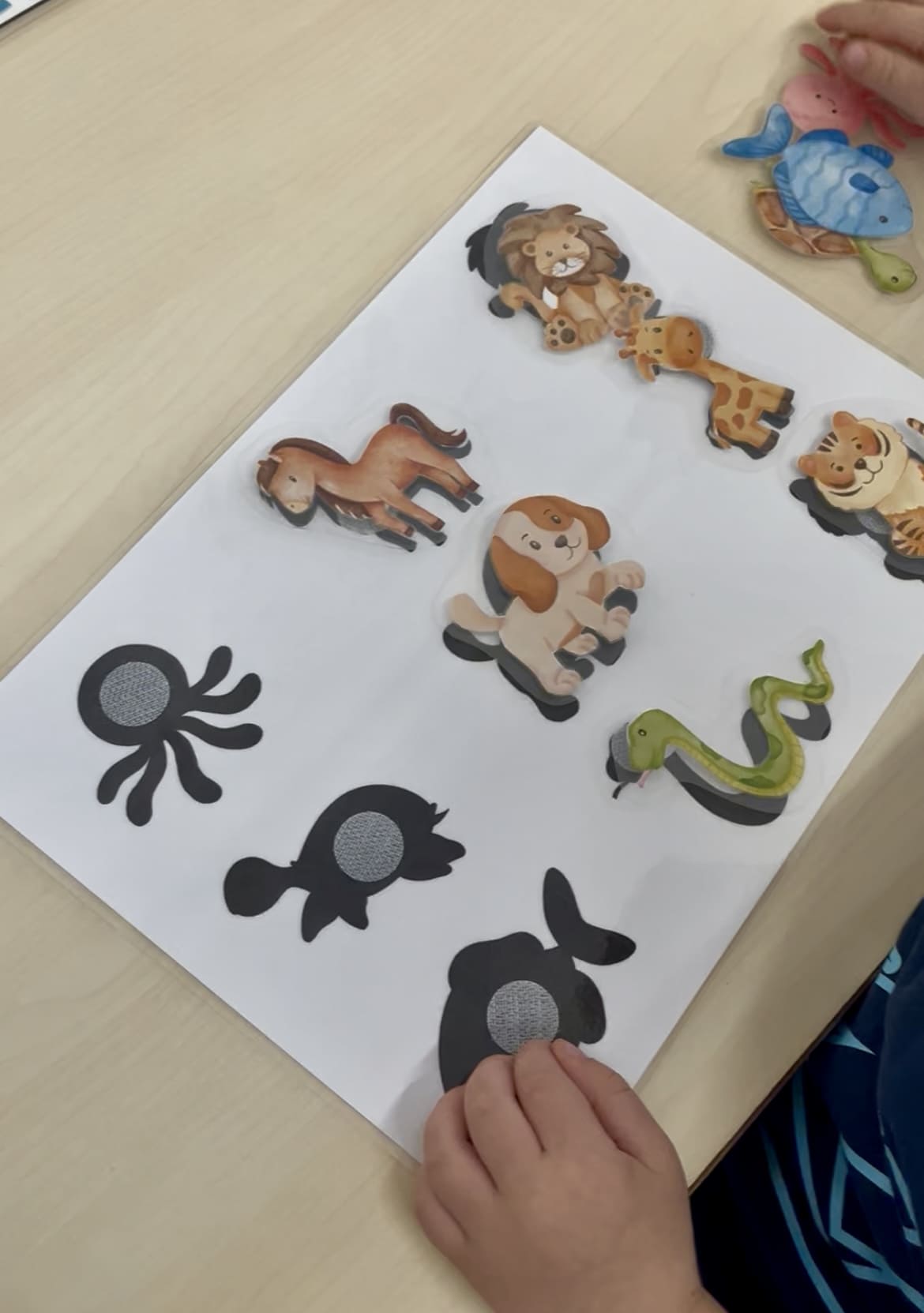 ✨ Animales y sombras ✨