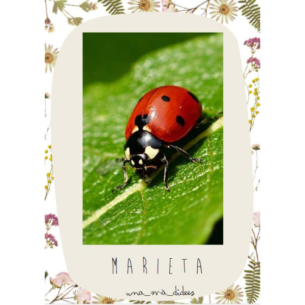 Vocabulari primavera