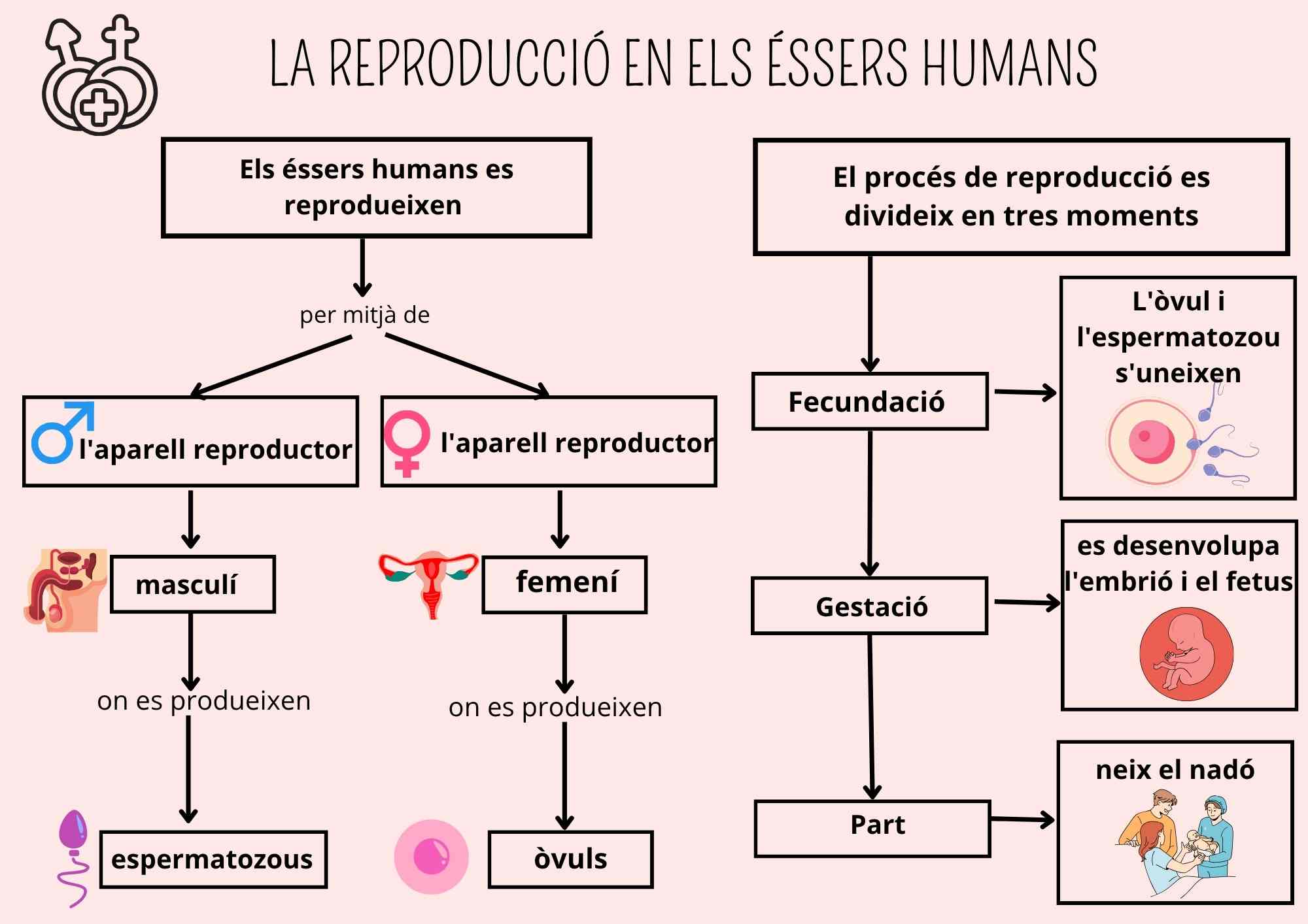 La reproducció dels éssers humans