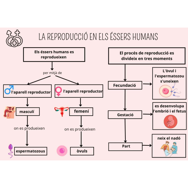 La reproducció dels éssers humans